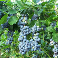 Yaban mersini yetiştiriciliği ve püf noktaları