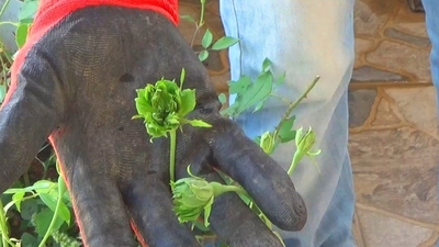 Yeşil gül fidanı ne zaman dikilir?