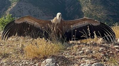 Ergen akbabanın kanat egzersizi kamerada
