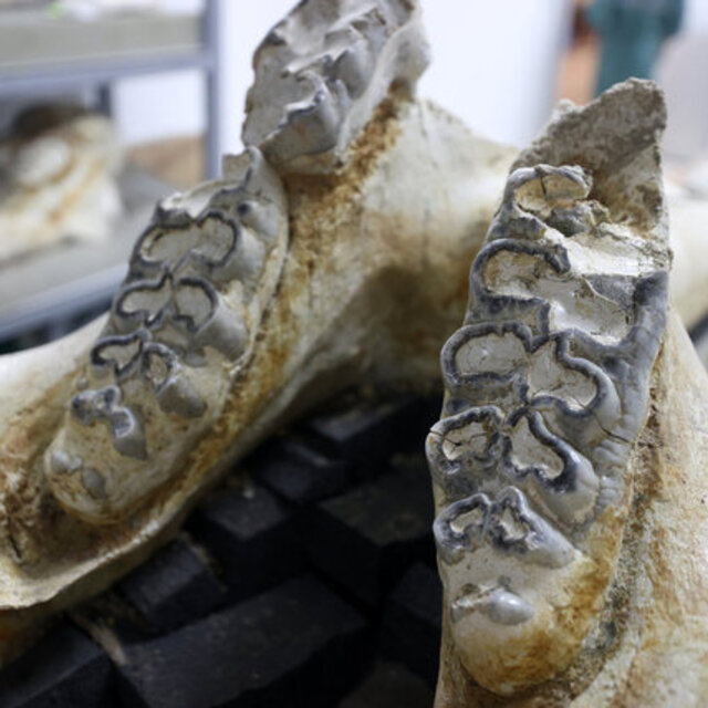  Kayseri'de 'zürafa sezonu'