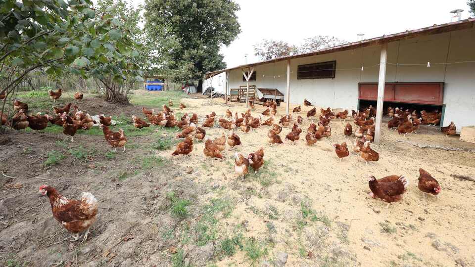 Ordu'da kafessiz yumurta üssü