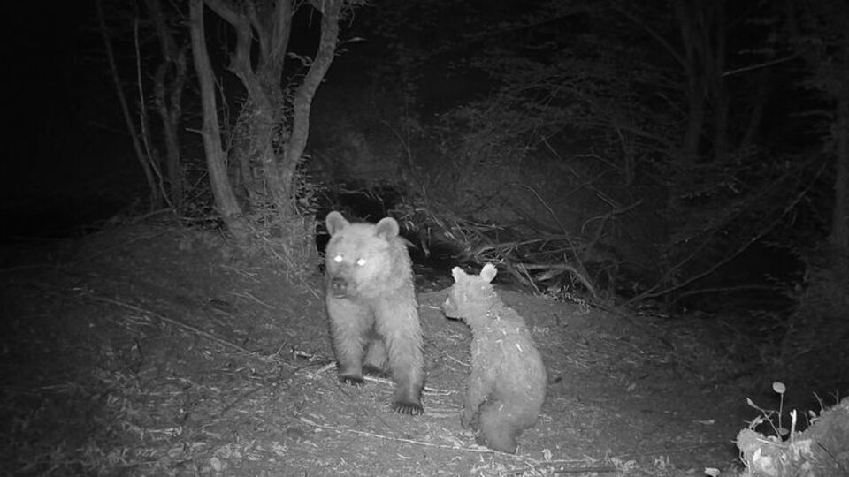 Anne ile yavrusunun oyunu kamerada