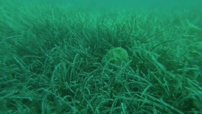 Karaburun-Ildır Körfezi'nde bulundu