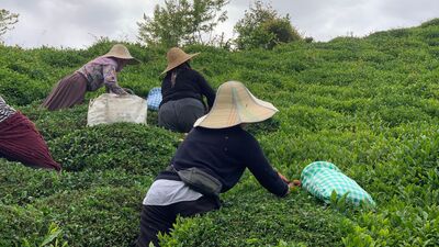 İklim vurdu, çayın tadı kaçtı!