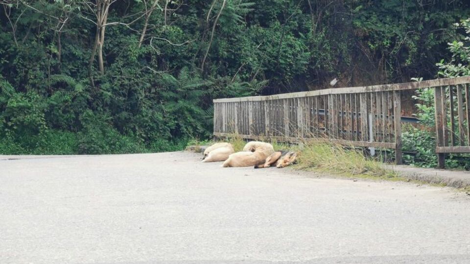 Artvin'de kuduz vakası! 3 köy karantinada