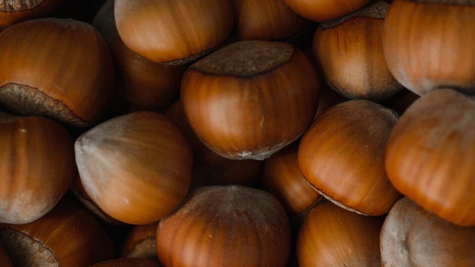 Fındık yetiştiriciliği ve püf noktaları