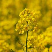 Kanola yetiştiriciliği ve püf noktaları