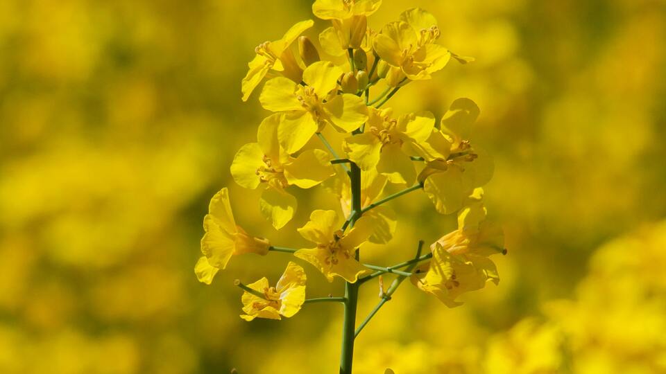 Kanola yetiştiriciliği ve püf noktaları