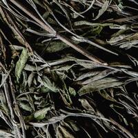 Adaçayı yetiştiriciliği ve püf noktaları