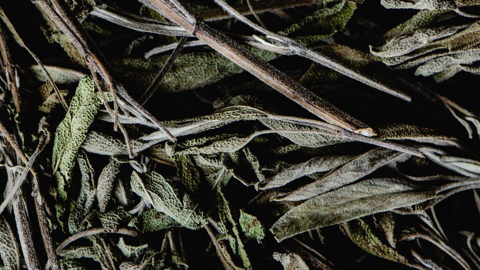 Adaçayı yetiştiriciliği ve püf noktaları