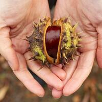 Kestane yetiştiriciliği ve püf noktaları