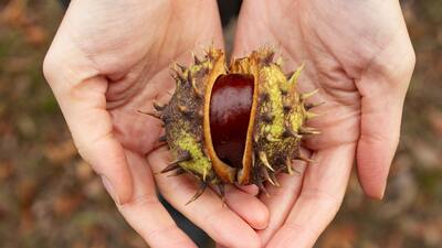 Kestane yetiştiriciliği ve püf noktaları