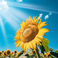 Ayçiçeği yetiştiriciliği ve püf noktaları