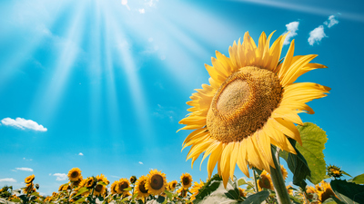 Ayçiçeği yetiştiriciliği ve püf noktaları