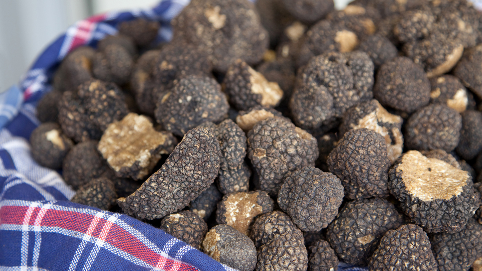 Trüf mantarı yetiştiriciliği ve püf noktaları