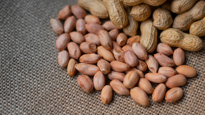 Yer fıstığı yetiştiriciliği ve püf noktaları