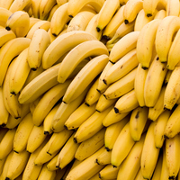 Muz yetiştiriciliği ve püf noktaları