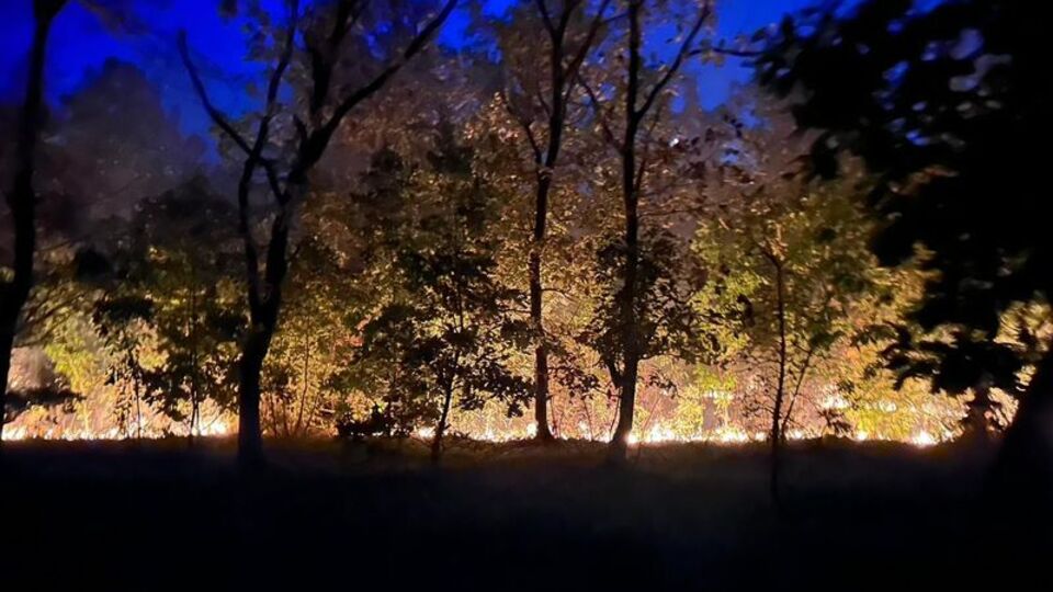 Edirne'de sınır hattında orman yangını