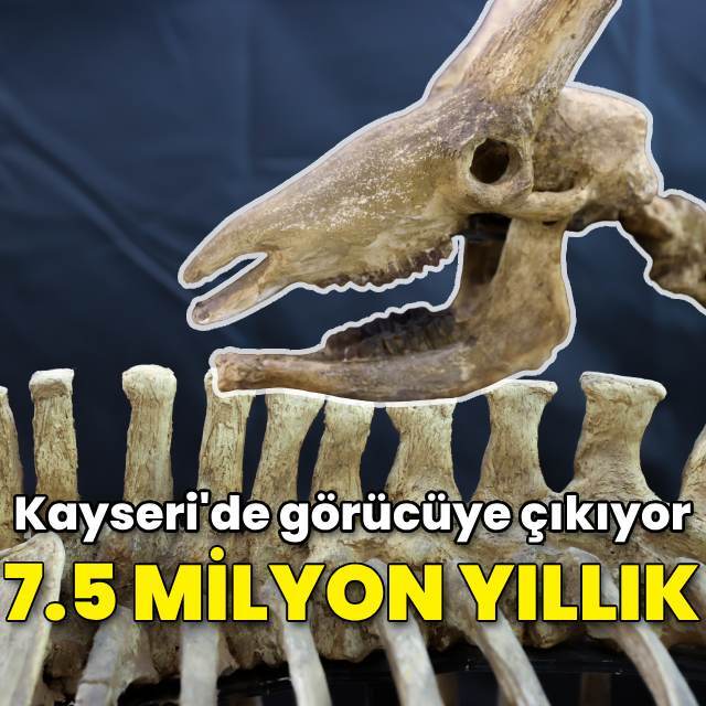 Sergilenmeye hazırlanıyor... 7.5 milyon yıllık!