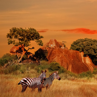 Savan iklimi nedir, nerelerde görülür?