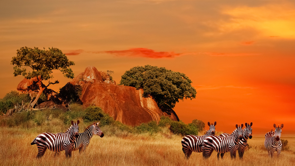 Savan iklimi nedir, nerelerde görülür?