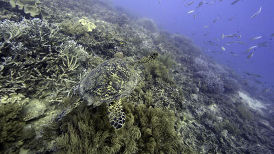 Rekor değer! Tehlike altında
