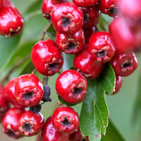Alıç ağacı bakımı, özellikleri