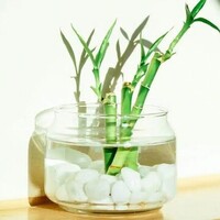 Bambu ağacı bakımı, özellikleri