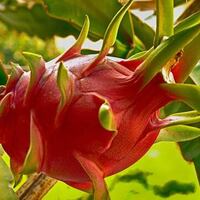 Ejder meyvesi ağacı bakımı, özellikleri