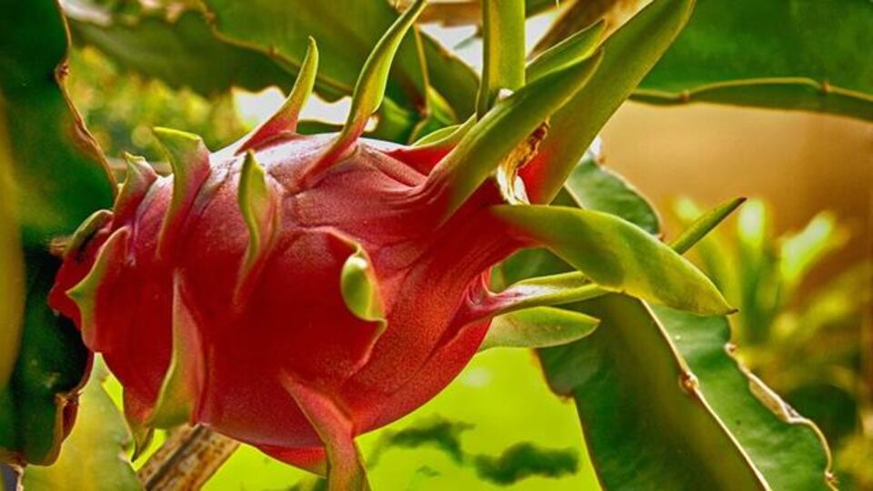 Ejder meyvesi ağacı bakımı, özellikleri