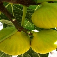 İncir ağacı bakımı, özellikleri