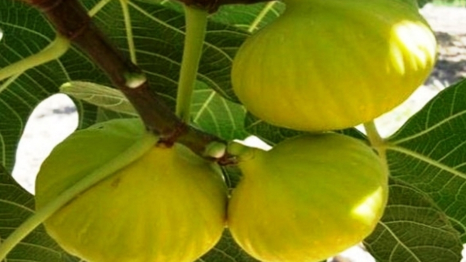 İncir ağacı bakımı, özellikleri