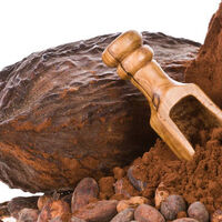 Kakao ağacı bakımı, özellikleri