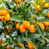 Kamkat ağacı bakımı, özellikleri