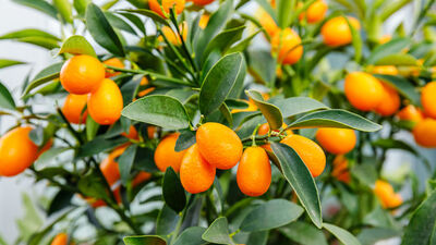 Kamkat ağacı bakımı, özellikleri
