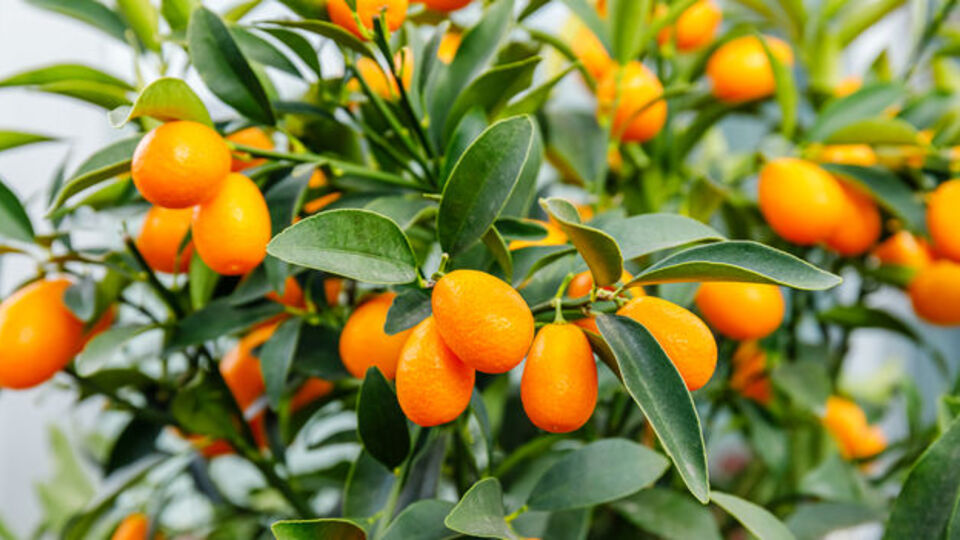 Kamkat ağacı bakımı, özellikleri