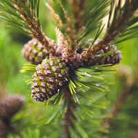 Köknar ağacı bakımı, özellikleri