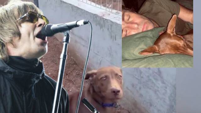 Sokak köpeğinin başına talih kuşu kondu