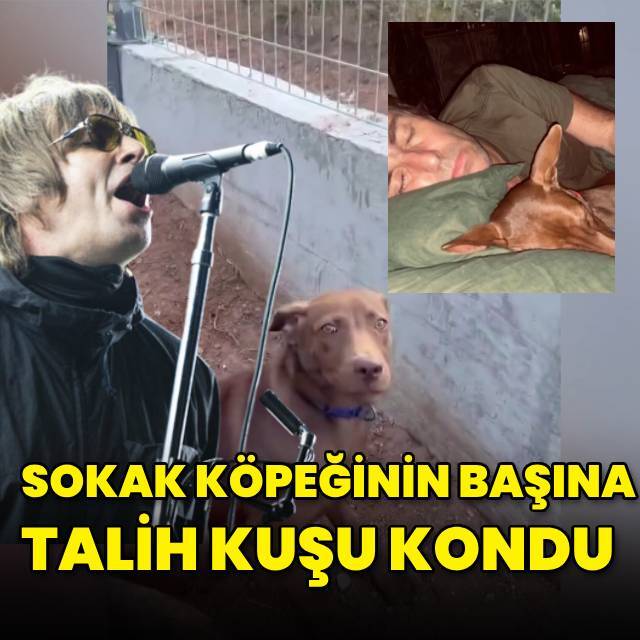 Sokak köpeğinin başına talih kuşu kondu