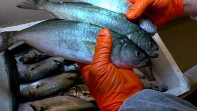 Lüferin kilosu 600 TL oldu