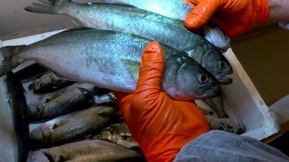 Lüferin kilosu 600 TL oldu