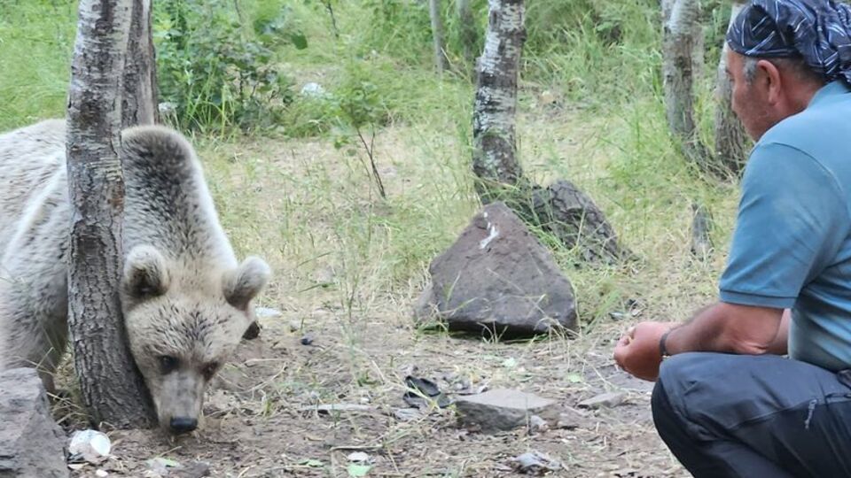 Bozayının şeker keyfi