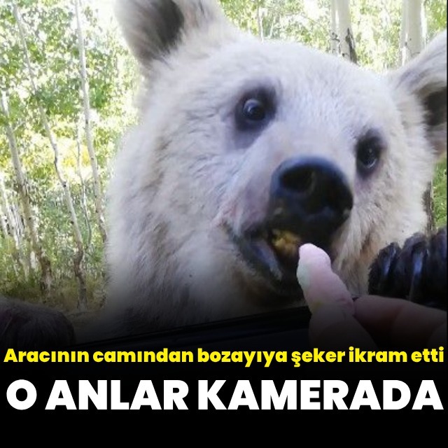 Bozayının şeker keyfi