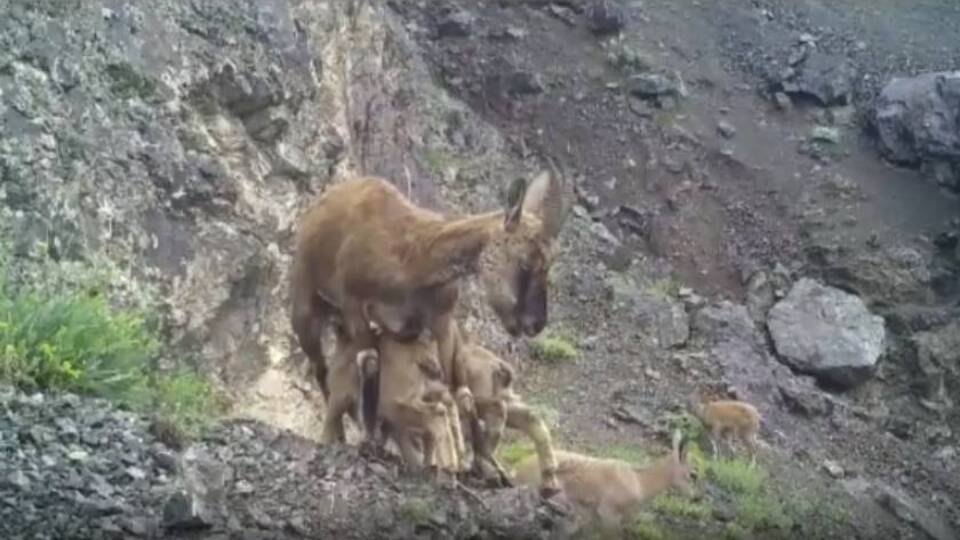 Kaçkar Dağları'nda fotokapana yakalandılar