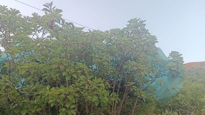 800 metre yükseklikten ağaçlık alana çakıldılar!