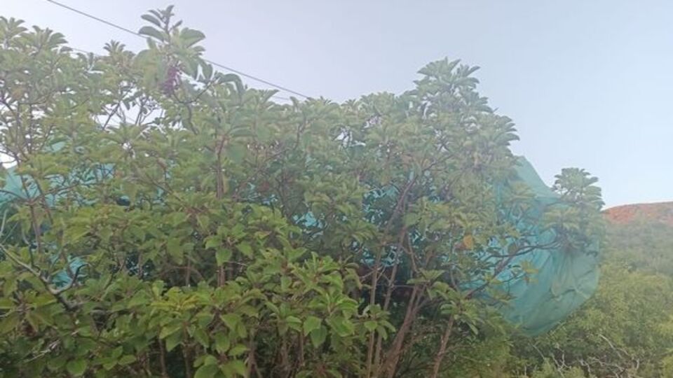 800 metre yükseklikten ağaçlık alana çakıldılar!