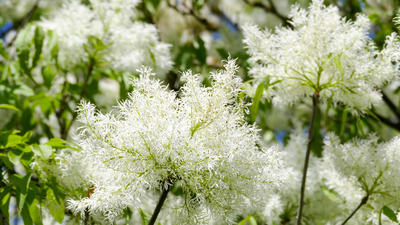 Bal ağacı nasıl ve nerede yetiştirilir?