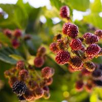 Dut ağacı nasıl ve nerede yetiştirilir?