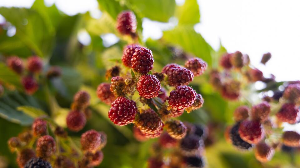 Dut ağacı nasıl ve nerede yetiştirilir?