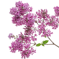 Leylak ağacı bakımı, özellikleri